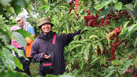 Giá cà phê hôm nay 7/4/2026: Giữ đà bình ổn