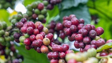 Giá cà phê thế giới nối đà tăng mạnh