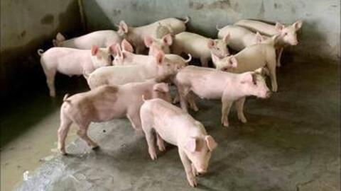 Giá heo hơi hôm nay 15/4/2026: Tăng rải rác trên cả 3 miền