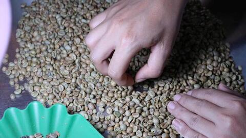 Giá cà phê hôm nay 17/4/2026: Tăng mạnh 1.200 đồng/kg