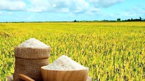Giá lúa gạo hôm nay ngày 12/5: Gạo thơm xuất khẩu neo cao