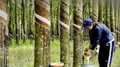 Xuất khẩu cao su đối diện sức ép từ giá và quy định môi trường