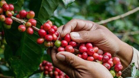 Giá phê thế giới đồng loạt giảm sâu