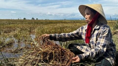 Nâng hỗ trợ phí bảo hiểm nông nghiệp lên tối đa 95% từ 20/10/2026