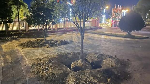 Mai vàng trong UBND phường tại Huế bị đào trước ngày bàn giao trụ sở