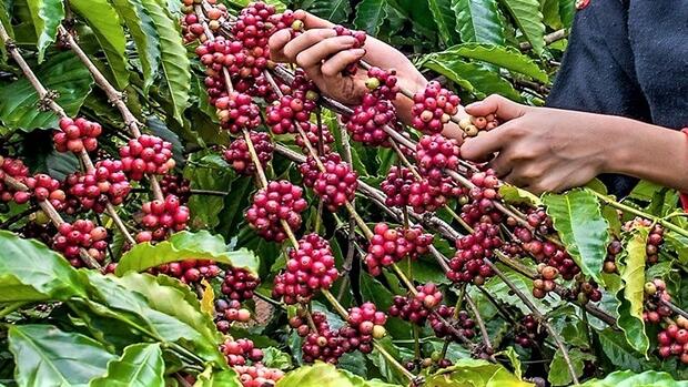 Đắk Lắk: Xuất nhập khẩu 11 tháng tăng mạnh, xuất siêu gần 2 tỷ USD