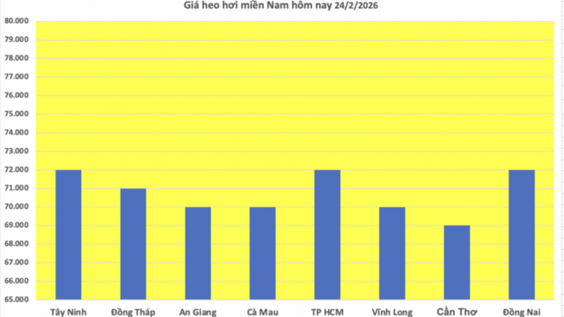 Giá heo hơi hôm nay 24/2/2026: Giảm vài nơi tại miền Trung và miền Nam
