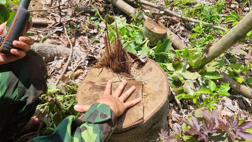 Dù chỉ được cho phép khai thác rừng trồng, nhưng đơn vị khai thác đã lợi dụng chặt phá rừng tự nhiên.