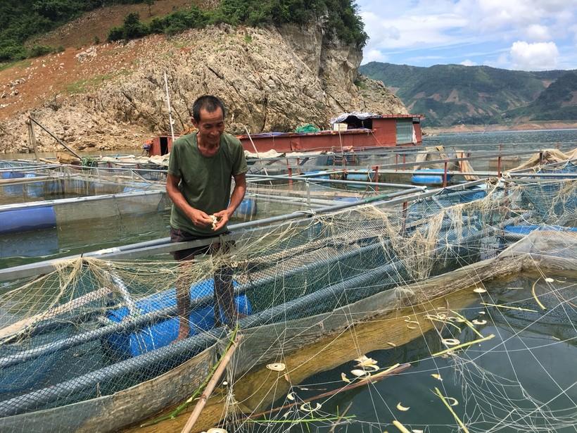 Nhờ chuyển sang nuôi cá lồng, cuộc sống của gia đình ông Bân đã thoát nghèo.