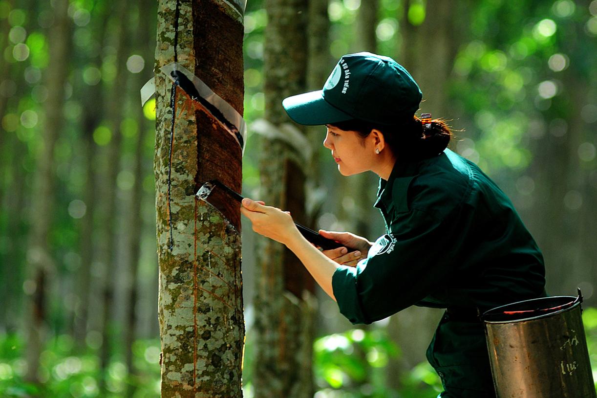 Khai thác mủ cao su tại nông trường của Công ty trách nhiệm hữu hạn một thành viên Cao su Dầu Tiếng (Tập đoàn Công nghiệp Cao su Việt Nam). Ảnh: doanhnghiepvn.vn