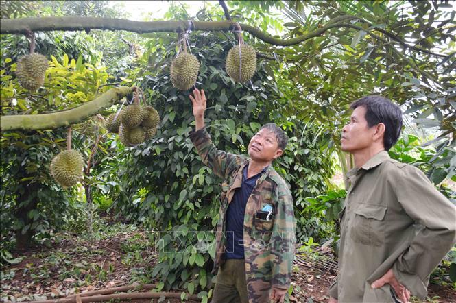 Giá sầu riêng đầu vụ tăng cao, nông dân Đắk Lắk vừa mừng vừa lo - Ảnh 2.