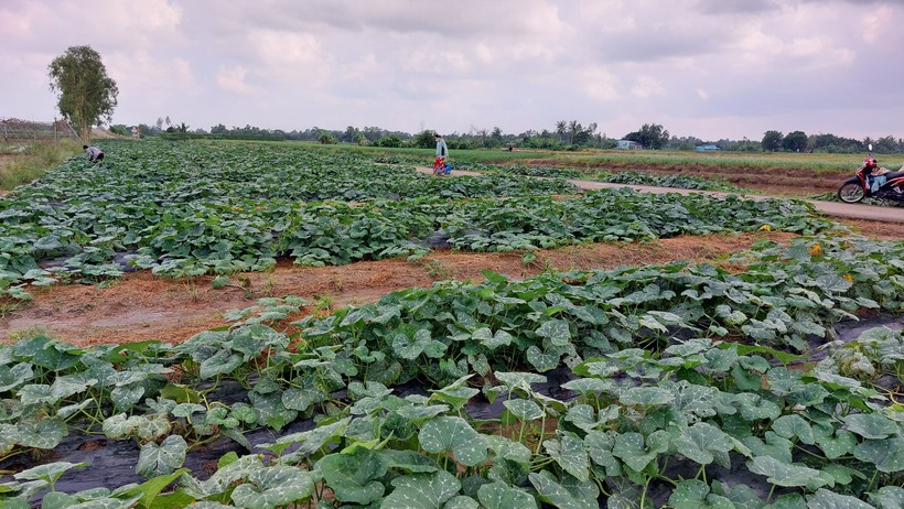 Người dân ăn nên làm ra từ mô hình trồng trọt, chăn nuôi. ảnh 1