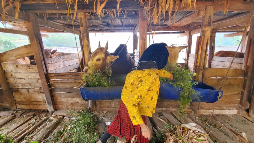 Mô hình chăn nuôi bò của hộ gia đình ông Vừ Xè Sính, thôn Lao Xa, xã Sủng Là, huyện Đồng Văn. ảnh 2