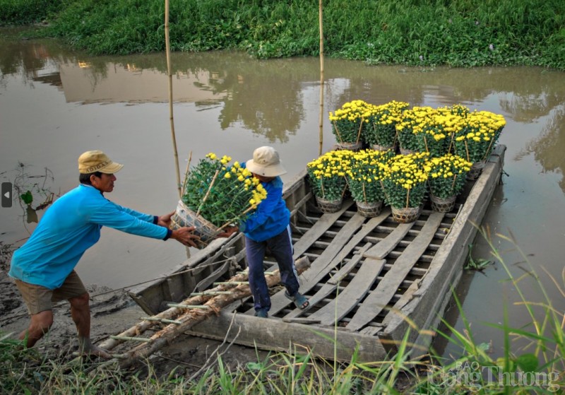 Cần Thơ rực rỡ sắc màu hoa Tết