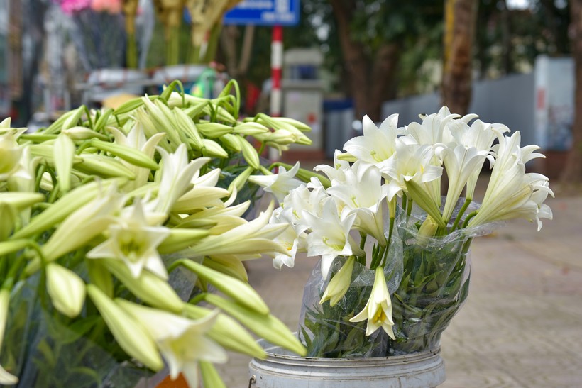 Hoa loa kèn còn có tên gọi khác là hoa bách hợp, hoa huệ tây. Đây vốn là loài hoa đặc trưng của Hà Nội được nhiều người ưa thích.