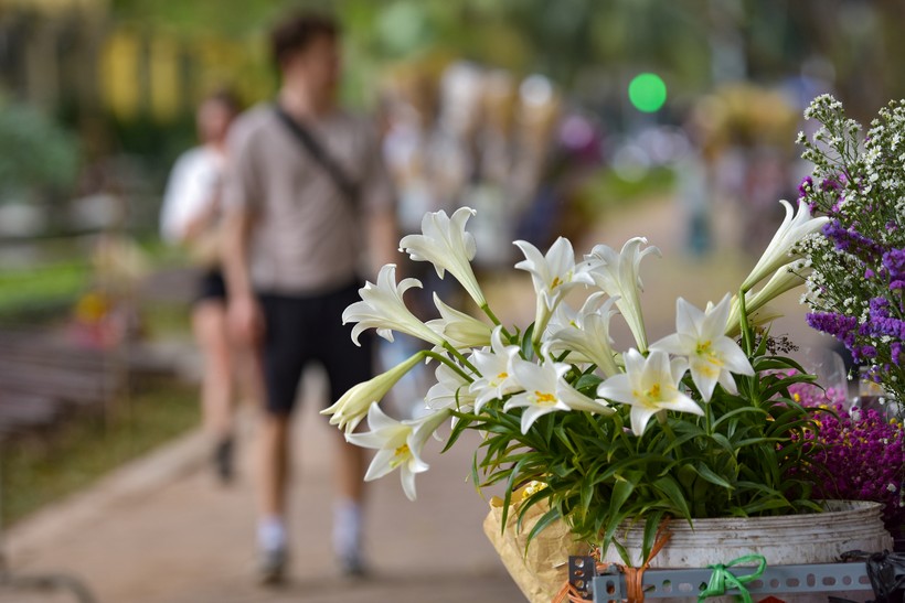 Khoảng thời gian này chúng ta thường bắt gặp những chiếc xe đạp chở đầy hoa loa kèn đầu mùa, tràn đầy sức sống dọc các con phố Phan Đình Phùng, Thuỵ Khuê, Giảng Võ...