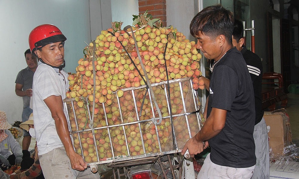 Giá nông sản hôm nay ngày 17/5/2024: Giá ngô dao động trong khoảng 6.700-6.900 đồng/kg, hoa cúc Đà Lạt tăng giá