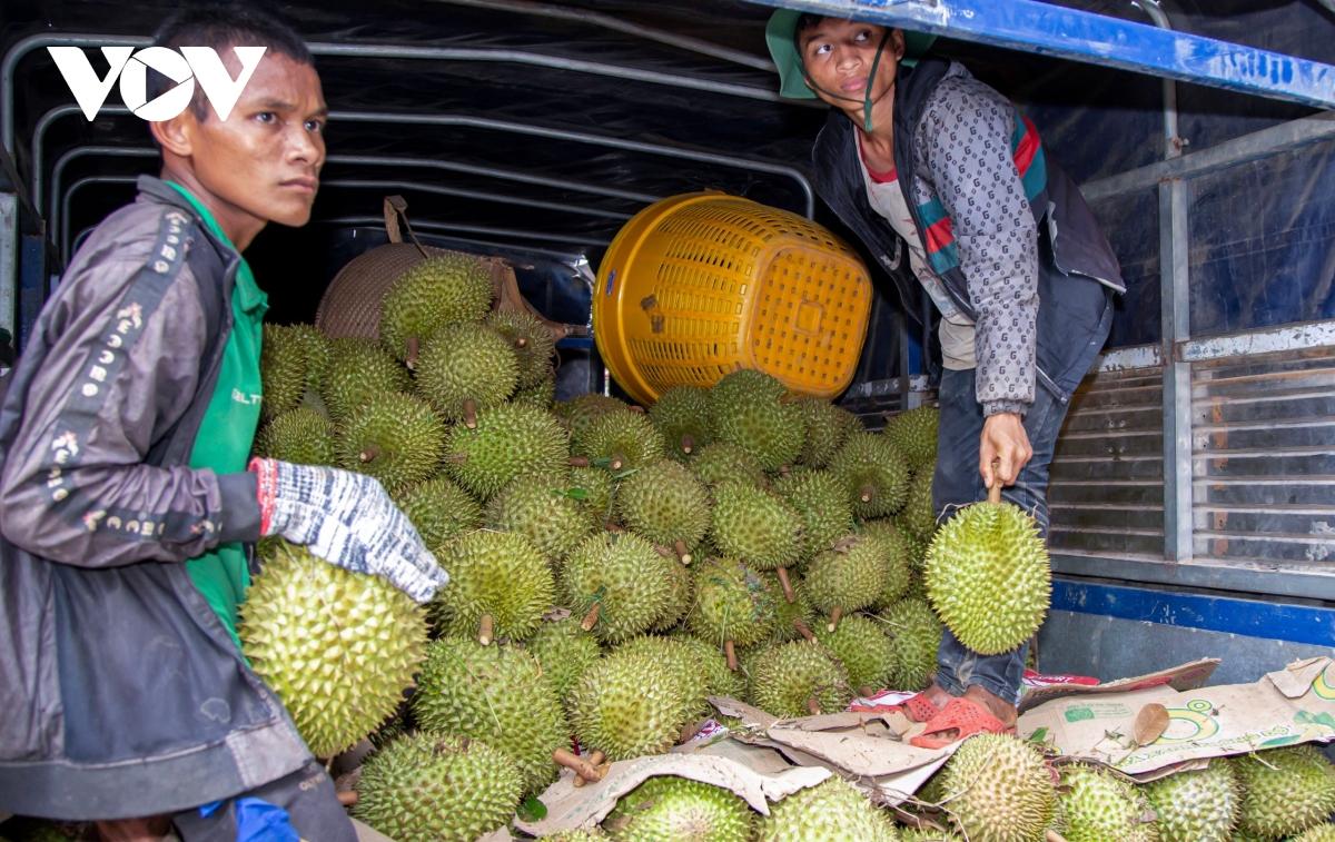 Khánh Hòa có thể thu được 1000 tỷ đồng từ sầu riêng- Ảnh 3.