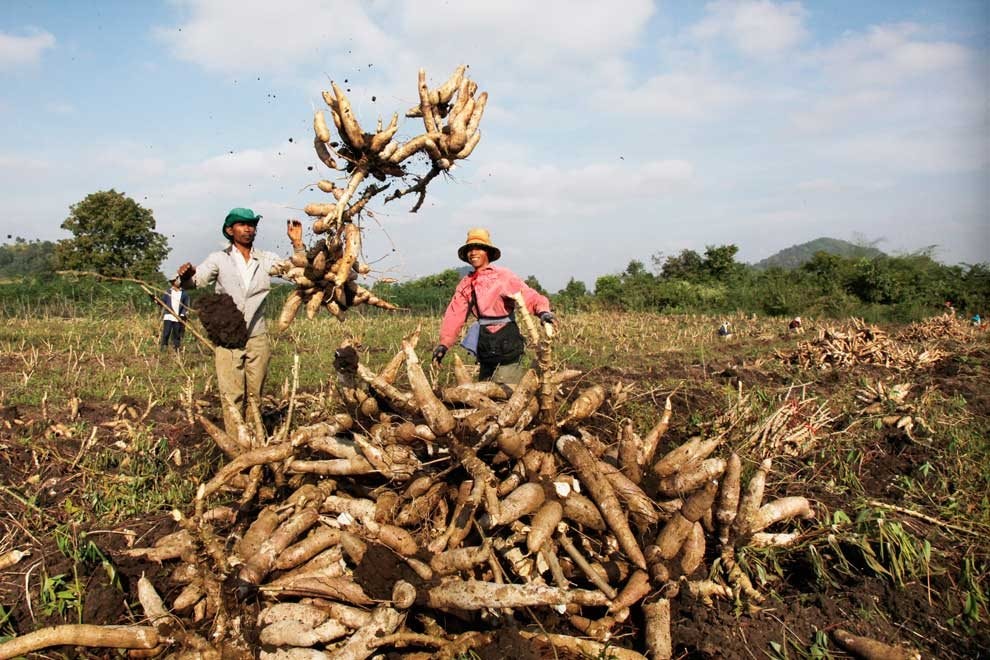 Xuất khẩu chủ yếu cho Việt Nam và Thái Lan, Campuchia đang muốn giảm lượng bán ra mặt hàng này- Ảnh 1.