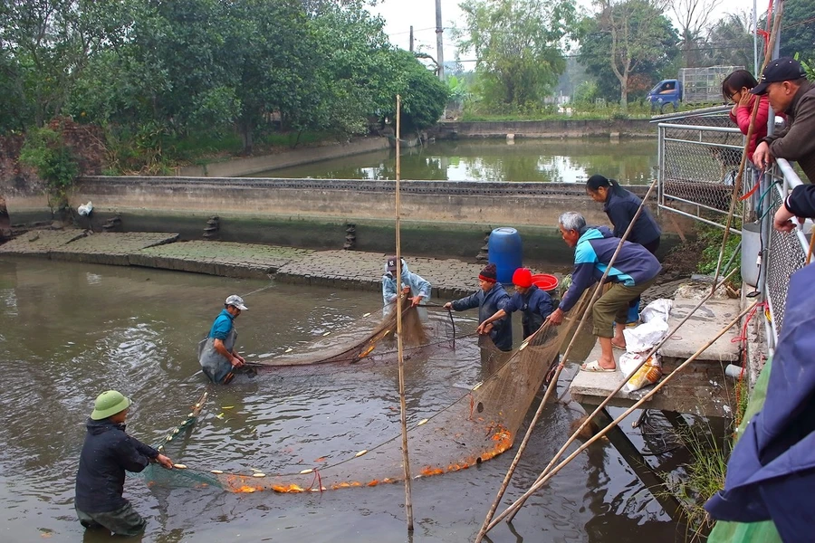 Gia đình ông Đồng Văn Diểu tất bật thu hoạch cá chép đỏ bán cho thương lái.