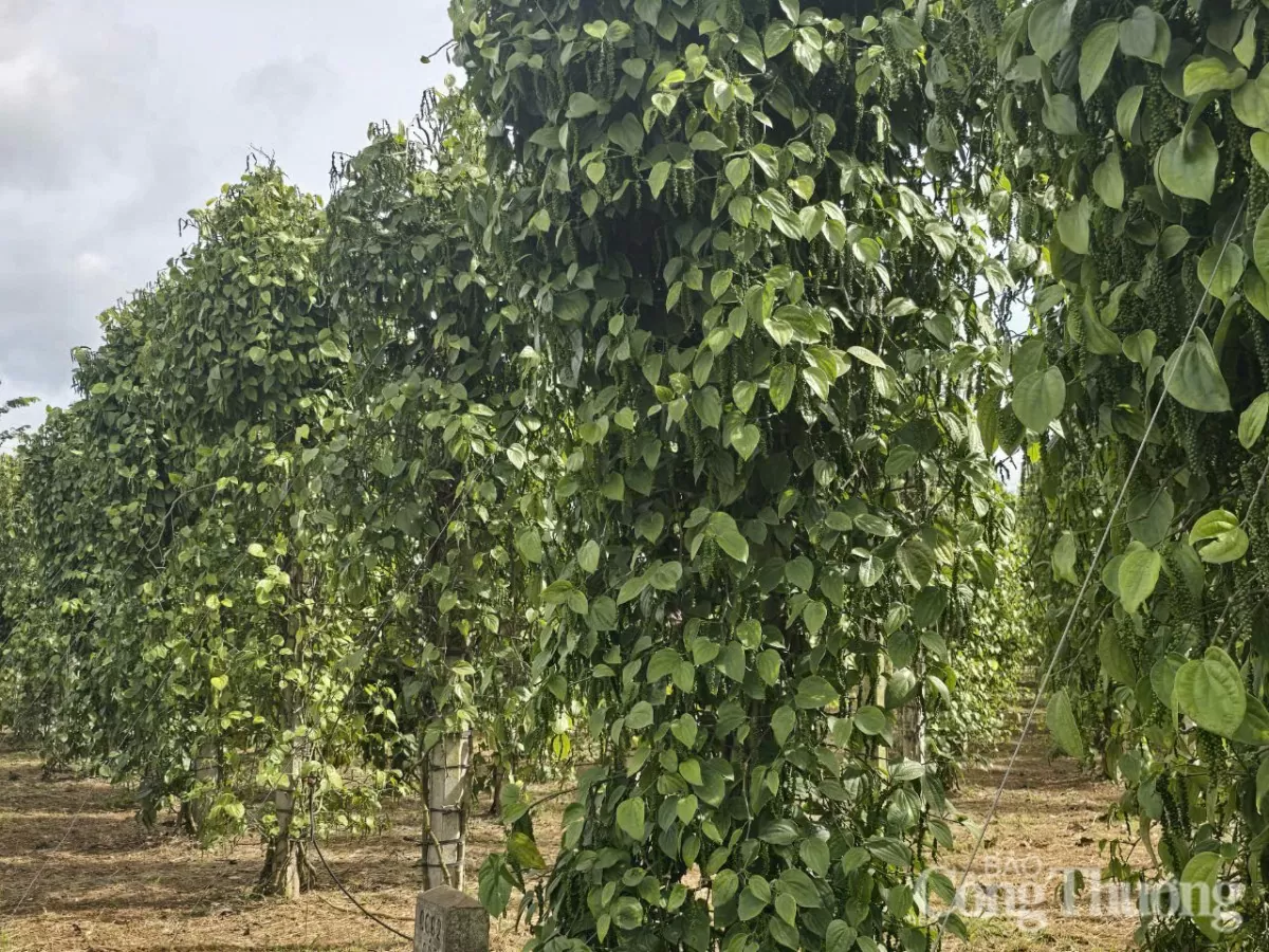 Giá tiêu hôm nay 17/5/2025: Bật tăng nhẹ trở lại