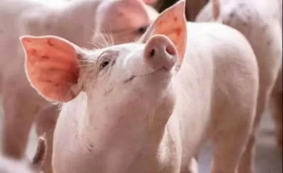 Giá heo hơi hôm nay 25/5/2025: Duy trì mặt bằng giá cao