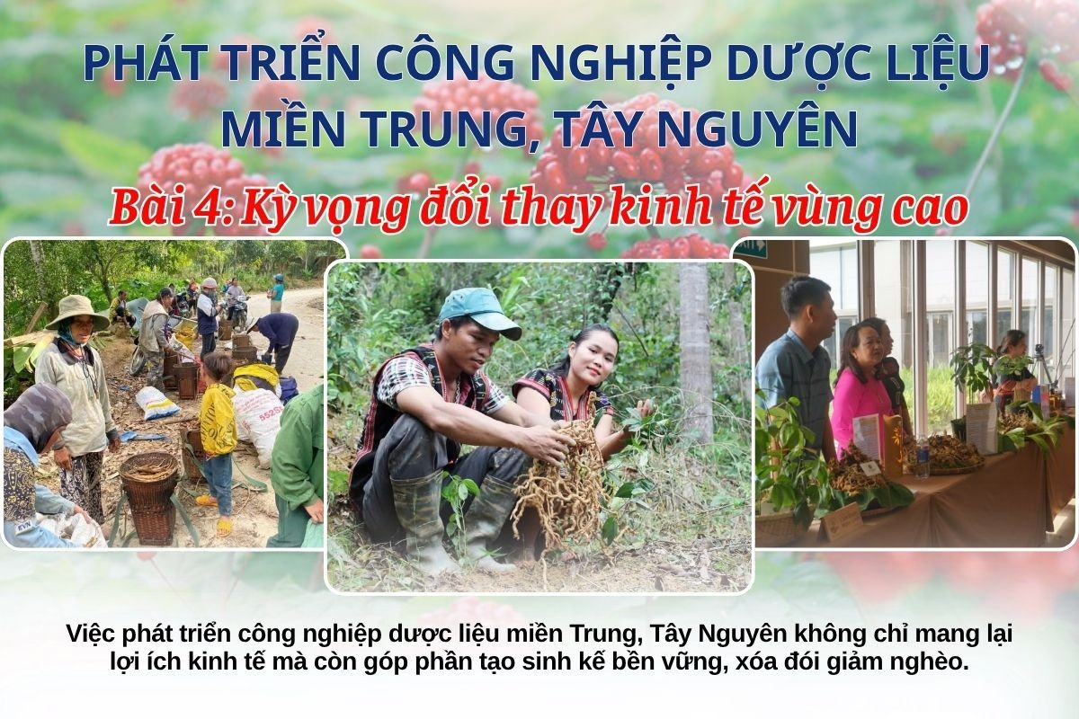 Phát triển công nghiệp dược liệu miền Trung, Tây Nguyên: Kỳ vọng