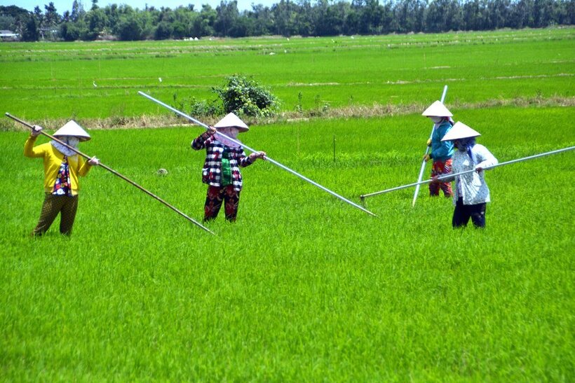 Nông dân phải cấy dặm lúa do sâu bệnh phá hoại. Ảnh: C.L