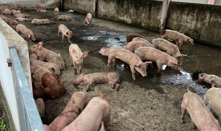 Khi tiến hành tiêu huỷ thì số heo thực tế chỉ còn 70 con. Ảnh: Nhật Hồ