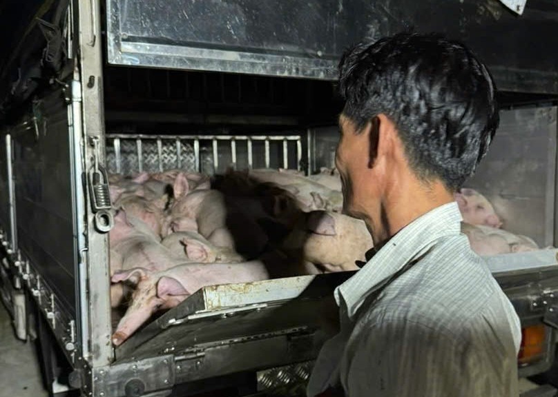 Phát hiện 120 con heo trên xe vận chuyển về Bạc Liêu. Ảnh: Đoàn thanh tra cung cấp
