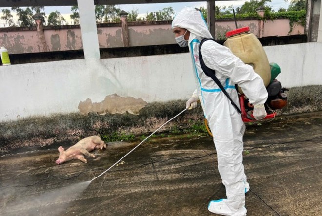 Bạc Liêu tạm giữ 120 con heo phát hiện bệnh tai xanh, lúc tiêu hủy chỉ còn 70 con