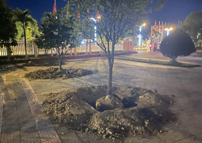 Mai vàng trong UBND phường tại Huế bị đào trước ngày bàn giao trụ sở