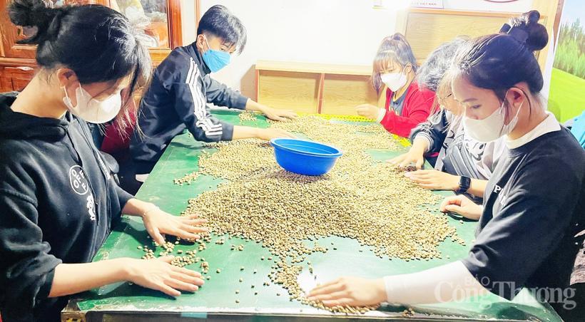 Lựa chọn những hạt cà phê đạt tiêu chuẩn trước khi tiến hành rang xang, thành phẩm