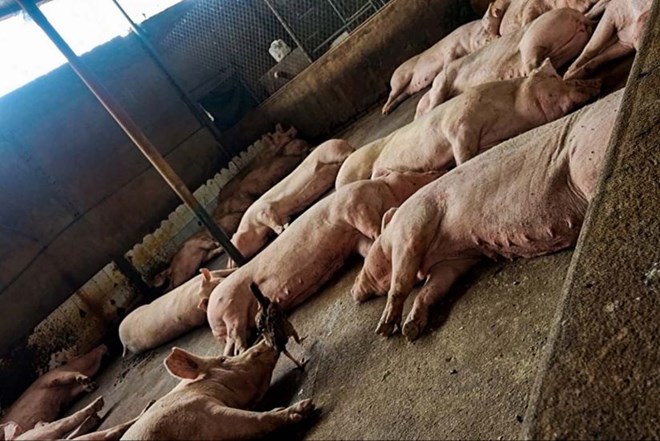 Lò mổ tuồn thịt nghi nhiễm bệnh ra thị trường