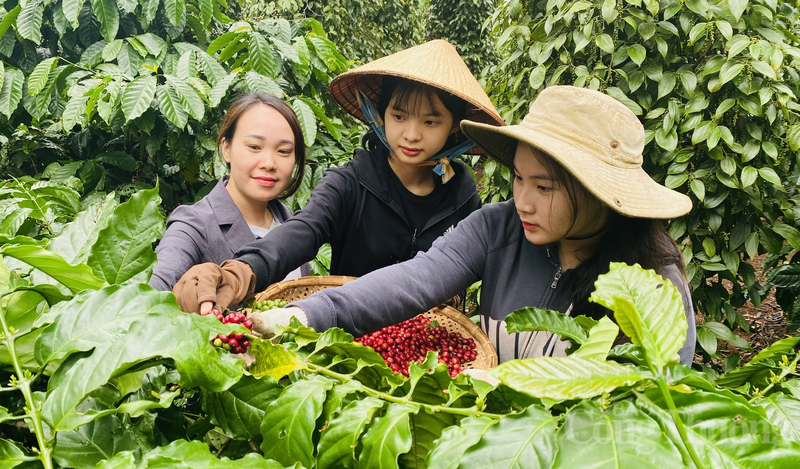 Nông dân tỉnh Đắk Lắk thu hái cà phê