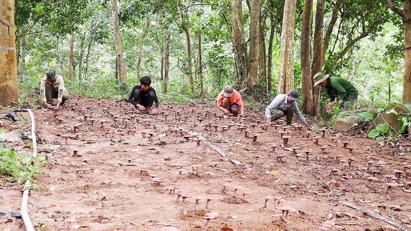 Các hộ đồng bào Bru - Vân Kiều tham gia chăm sóc nấm linh chỉ đỏ. Ảnh: Khánh Ngân