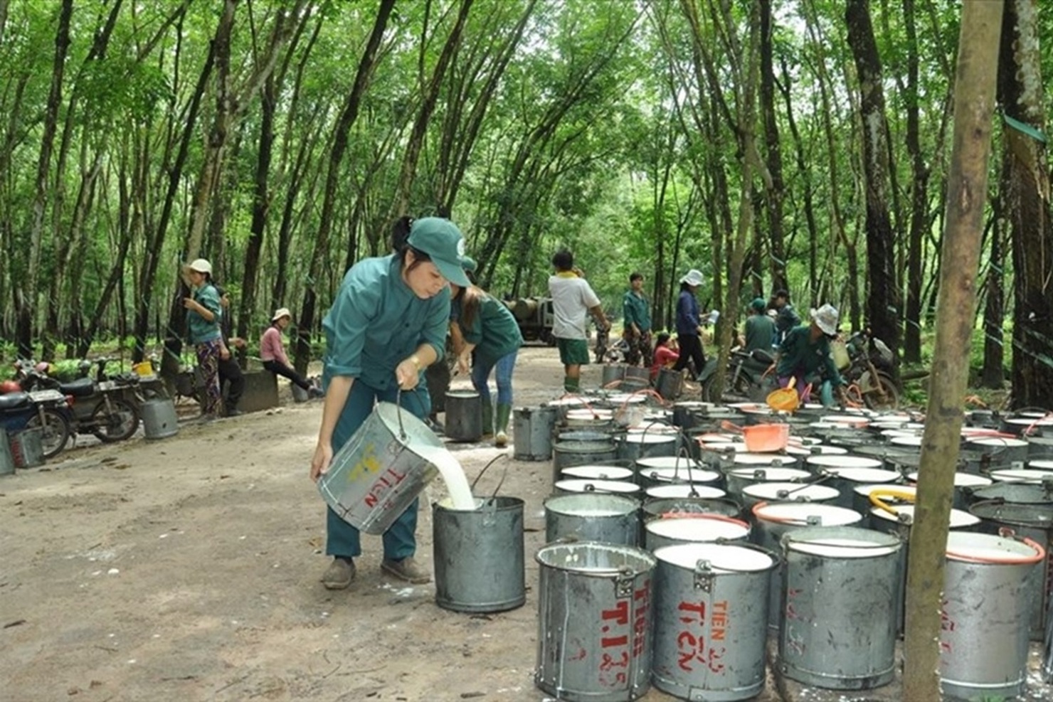 Xuất khẩu cao su Việt nam đến cuối năm 2025 được dự báo sẽ tiếp tục khởi sắc về trị giá và ổn định về lượng