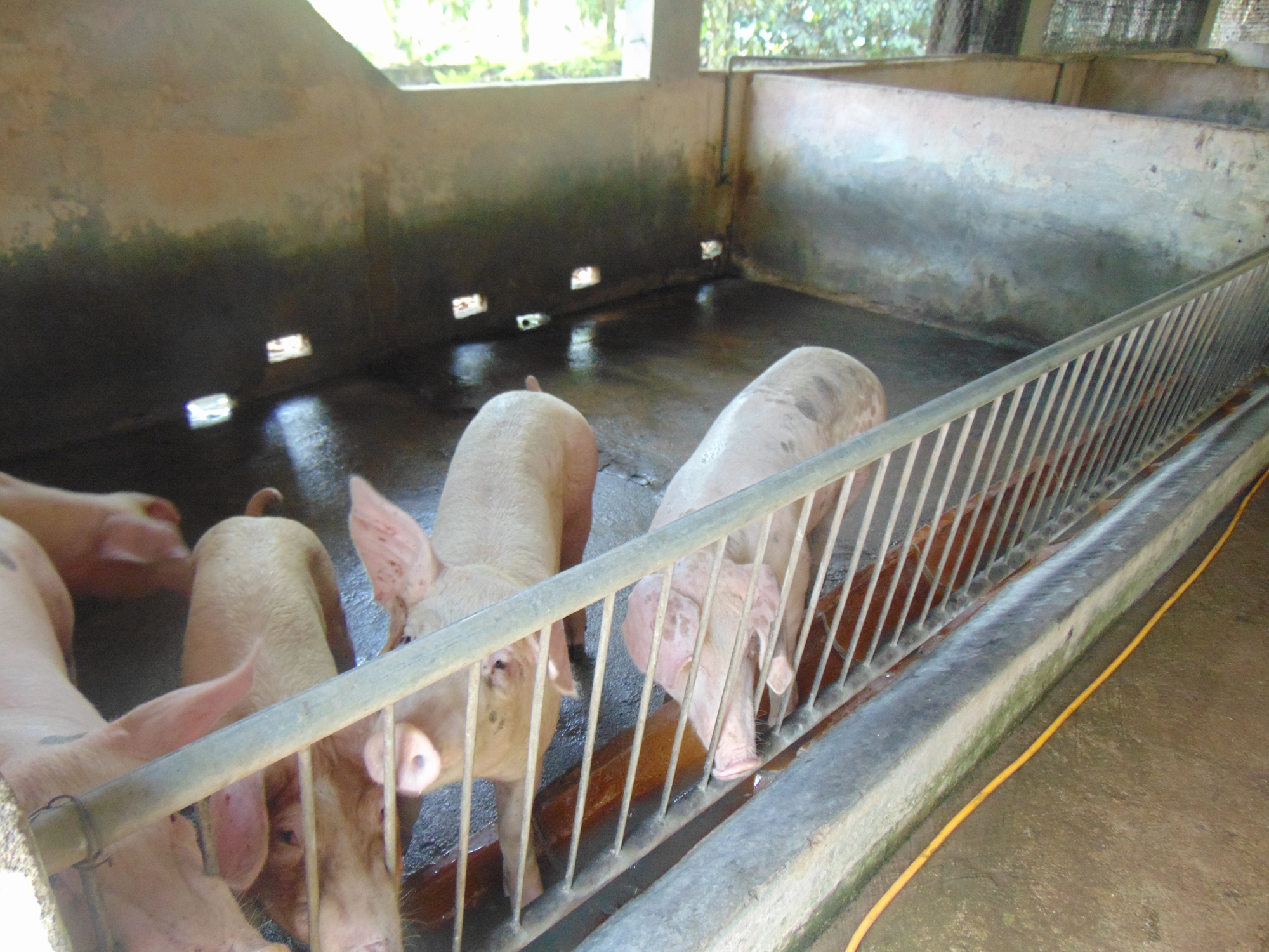 Giá heo hơi hôm nay, 25-10: Khu vực Tây Nam Bộ bất ngờ tăng giá- Ảnh 1. Giá heo hơi hôm nay, 25-10: Khu vực Tây Nam Bộ bất ngờ tăng giá- Ảnh 1.