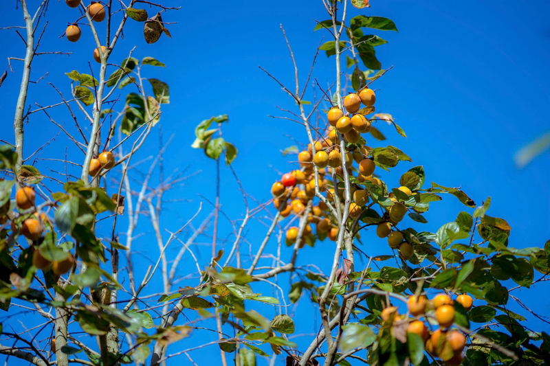 Hồng vành khuyên - cây chủ lực giúp thoát nghèo