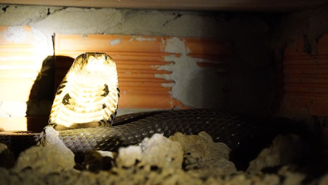 Cần Thơ ra quân cao điểm bảo vệ động vật hoang dã và nguồn lợi thủy sản