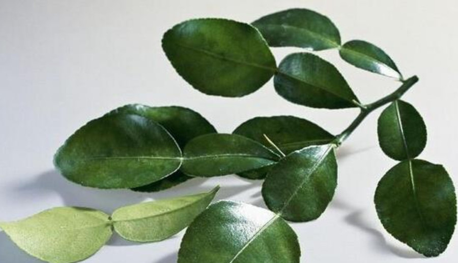 Lá chanh được xem là một loại thảo dược có tác dụng chữa bệnh rất tốt. (Ảnh: ITN)