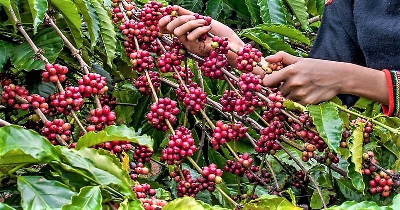 Đắk Lắk: Xuất nhập khẩu 11 tháng tăng mạnh, xuất siêu gần 2 tỷ USD Đắk Lắk: Xuất nhập khẩu 11 tháng tăng mạnh, xuất siêu gần 2 tỷ USD