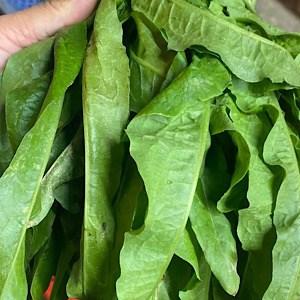 Loại rau ít được để ý lại có thể hỗ trợ giải độc gan, giúp ngủ ngon hơn