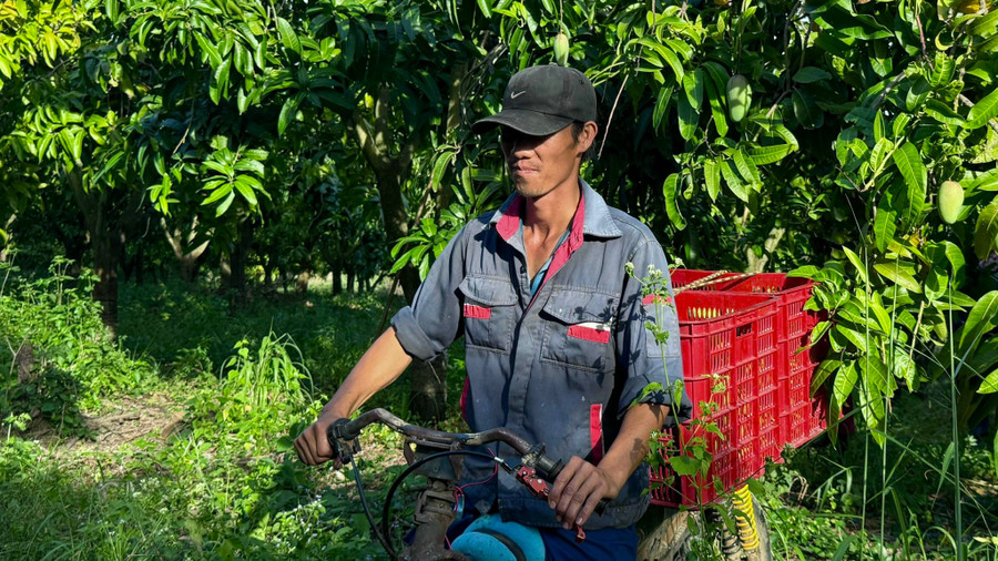 Người dân vận chuyển xoài ra khỏi vườn để bán cho thương lái. z7335907078270-c6884e9f3eb01c380d2167a9f81a70c0.jpg