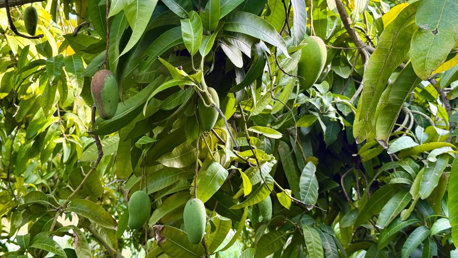 Cây ăn trái phủ xanh vùng đất khô cằn Đá Trắng.