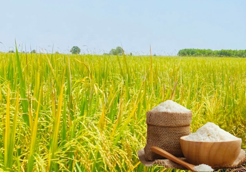 Giá lúa gạo hôm nay ngày 27/2/2026: Gạo xuất khẩu đảo chiều tăng nhẹ, lúa tươi vững giá. Ảnh: Thanh Minh.