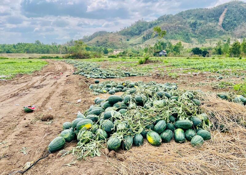 Dưa hấu Gia Lai 'được mùa mất giá', nông dân gồng mình bán lỗ - 3