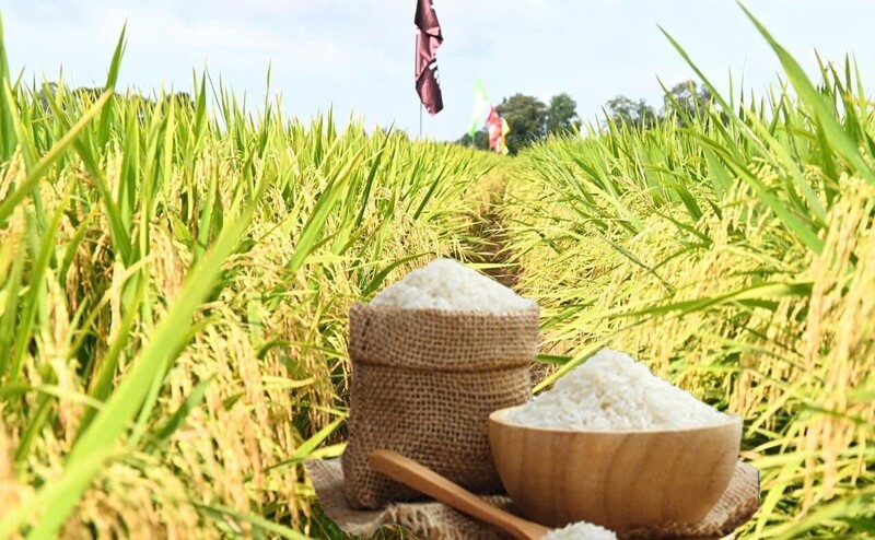 Giá lúa gạo hôm nay ngày 14/4/2026: Gạo xuất khẩu tiếp đà tăng mạnh. Ảnh: Thanh Minh.