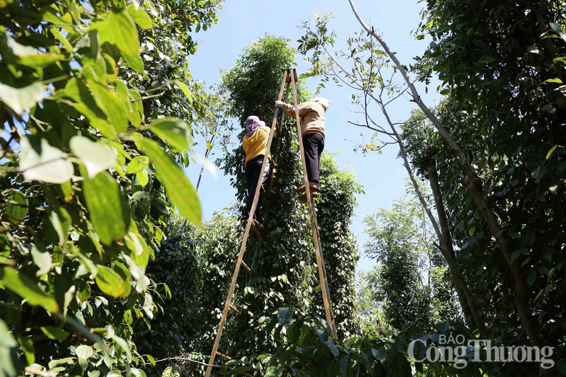 Thu hoạch hồ tiêu tại Lâm Đồng