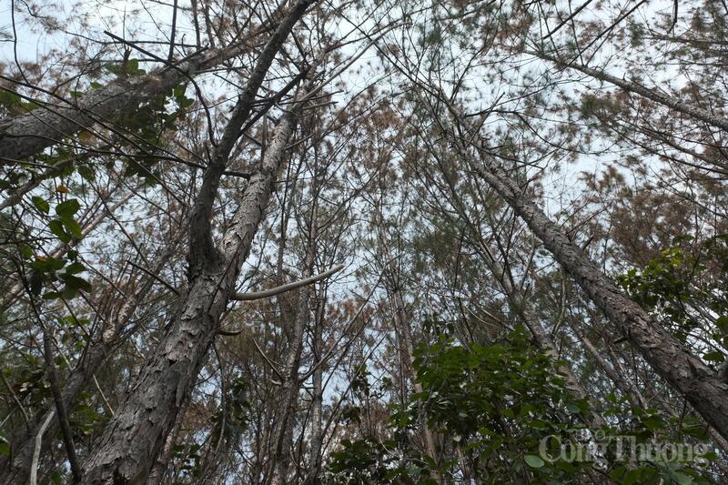 Rừng thông xuất hiện lá khô, ngọn héo dần. Ảnh: Lê Sơn
